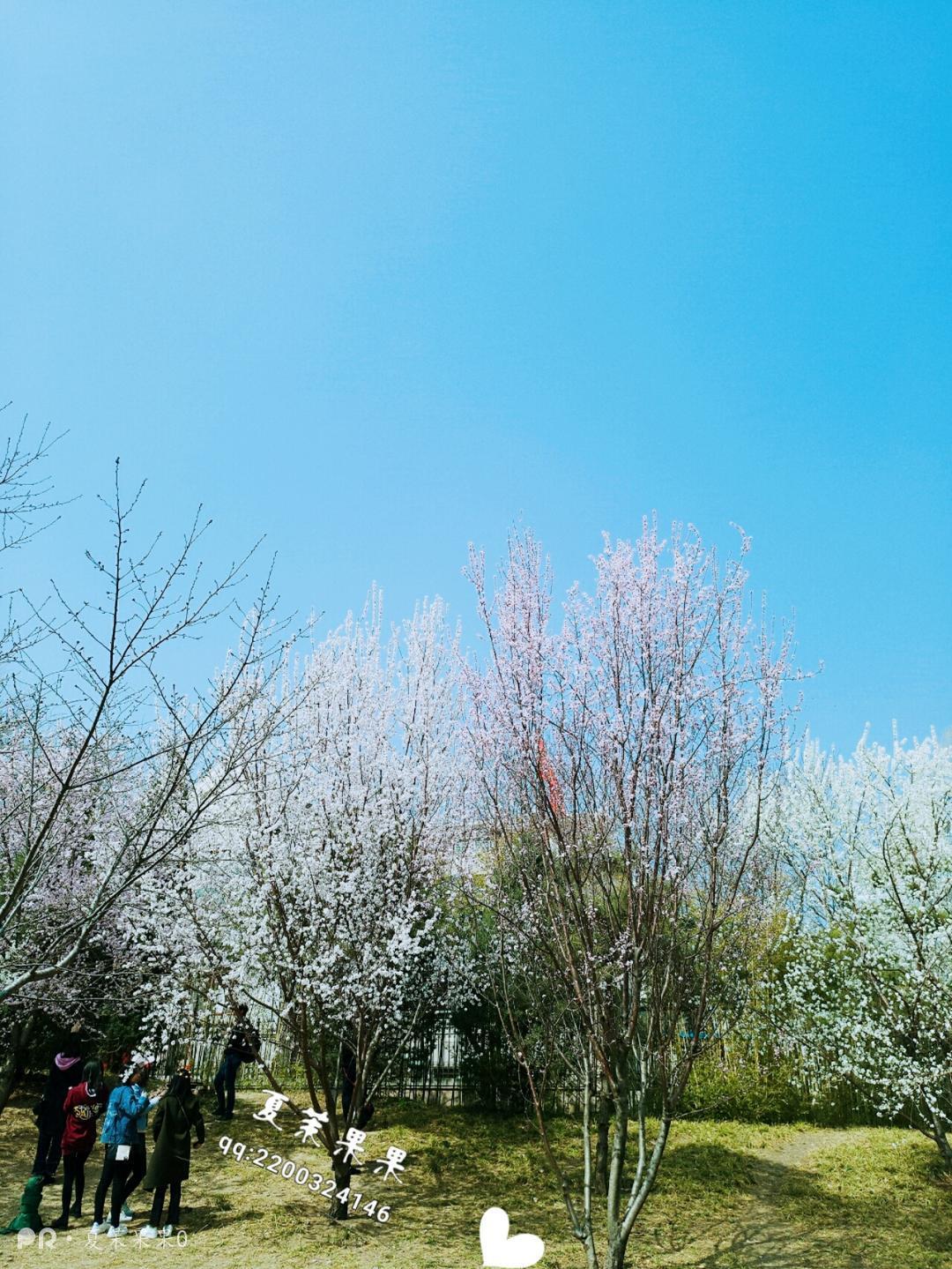 夏茉果果-户外白丝诱惑